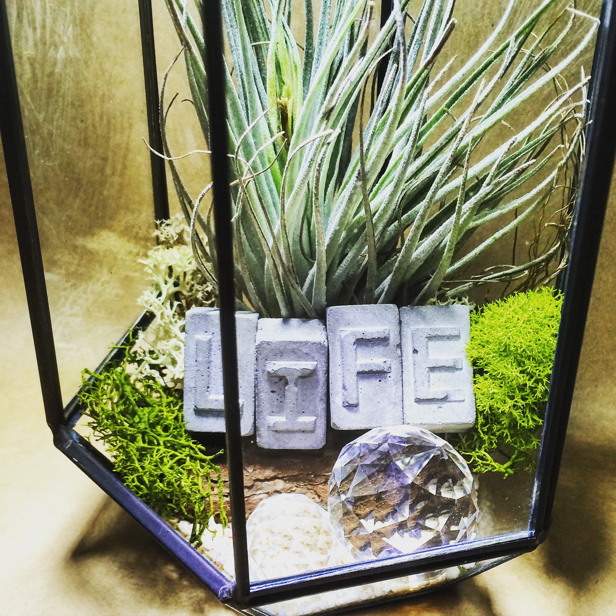 エアプランツガラステラリウム Glass Terrarium